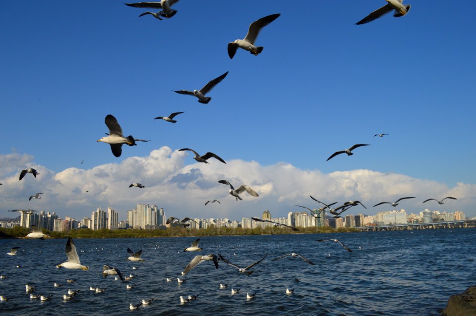 Flock Of White Birds Flying
