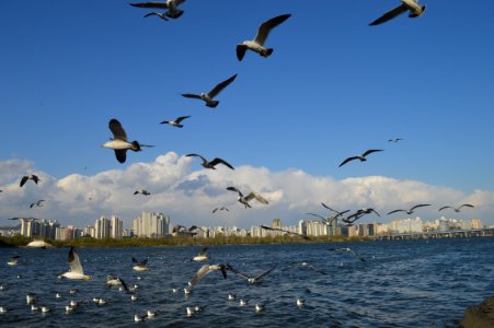 Flock Of White Birds Flying photo