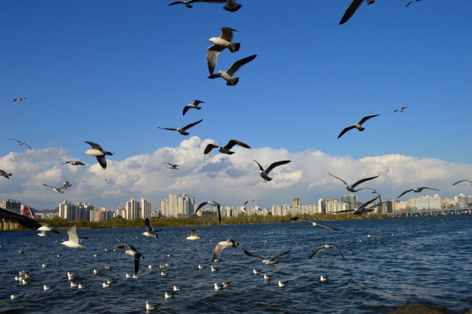 Birds