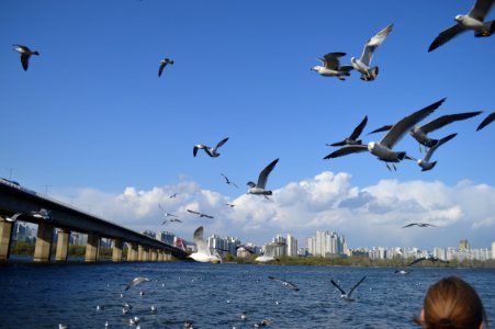 Flock Of Seagulls photo