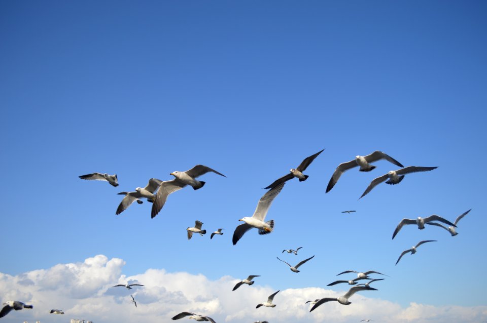 Flock Of Seagulls