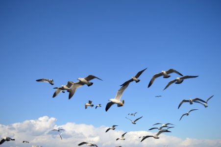 Flock Of Seagulls photo