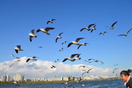 Flock Of Birds Flying Over Body Of Water