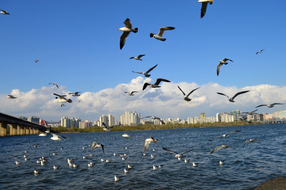 Animals Avian Birds