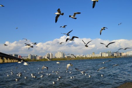 Animals Avian Birds