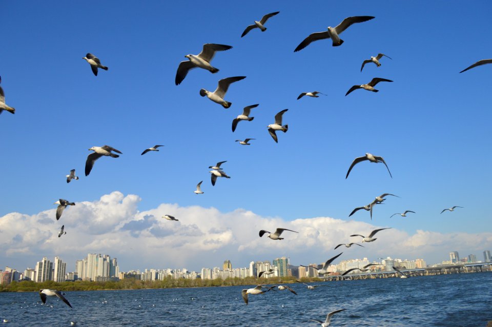 Flock Of Seagulls Flying Over Sea