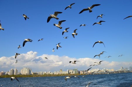 Flock Of Seagulls Flying Over Sea photo
