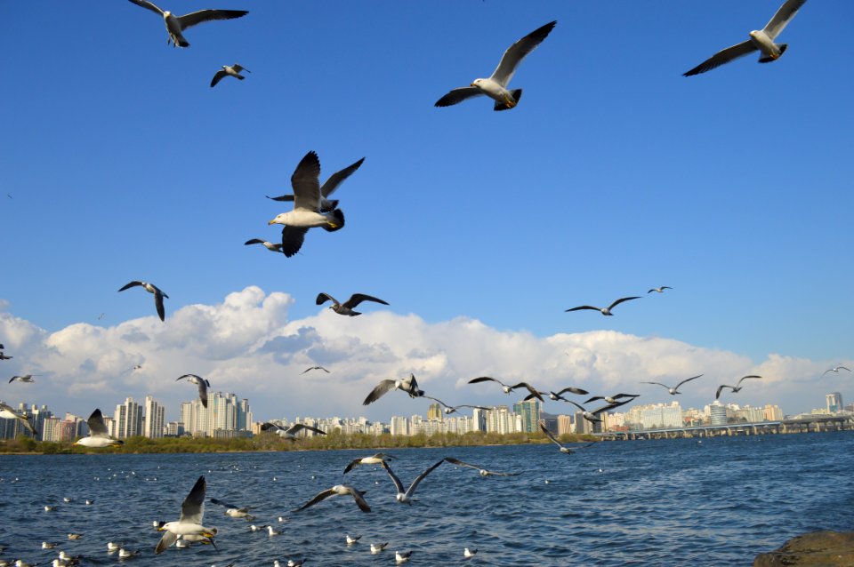 Seagulls Under Blue Skies