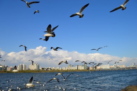 Seagulls Under Blue Skies photo