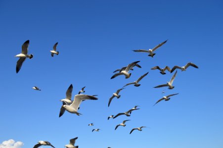 Flock Of White Seagulls photo