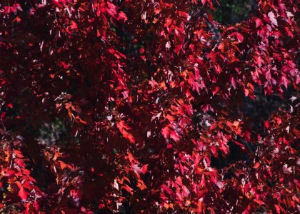 Focus Photography Red Leaf Tree