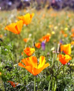Selective Photo Of California Poppy Flower