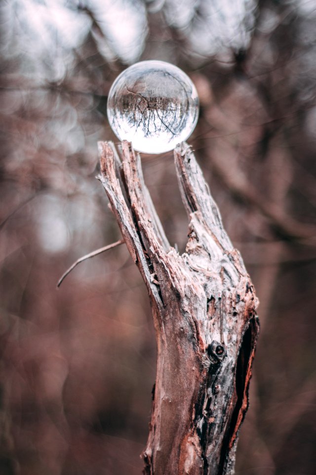 Round Clear Glass Ball On Gray Tree Branch