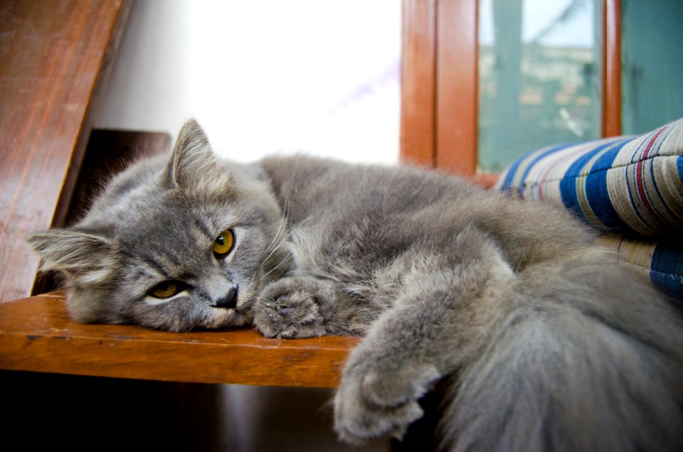 Gray Cat Lying On Wooden Table