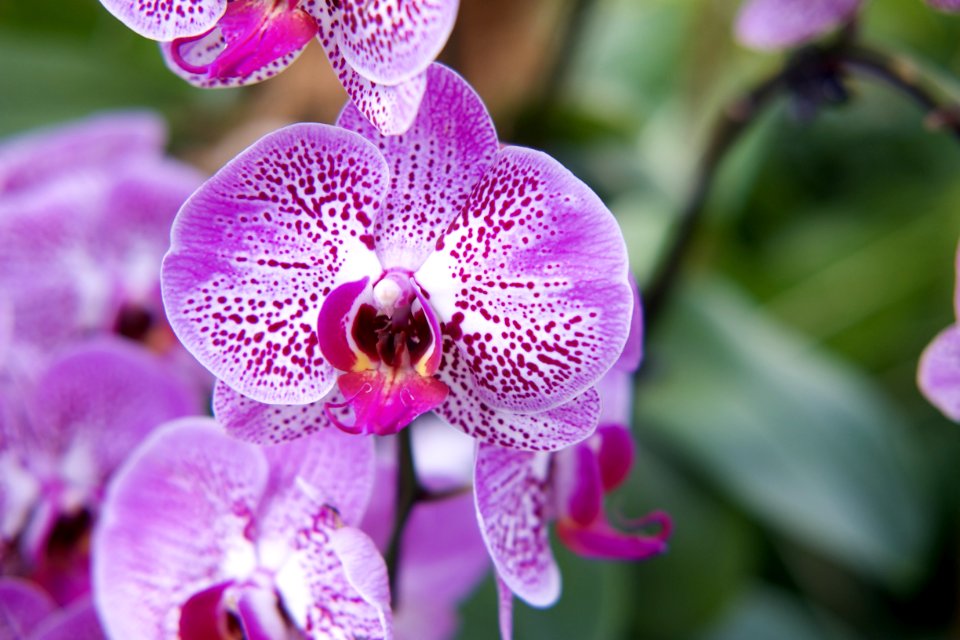 Macro Photography Of Purple Flowers