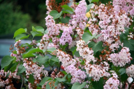 White And Pink Petaled Flowers