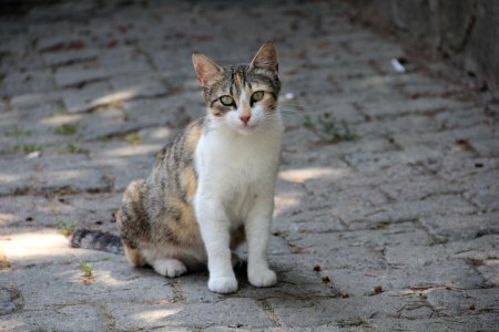 White And Brown Cat Sitting On Ground