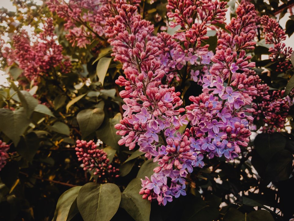 Selective Focus Photography Of Purple Lilac Flowers