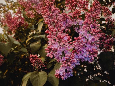 Selective Focus Photography Of Purple Lilac Flowers