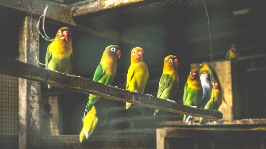 Flock Of Fischers Lovebirds In Cage
