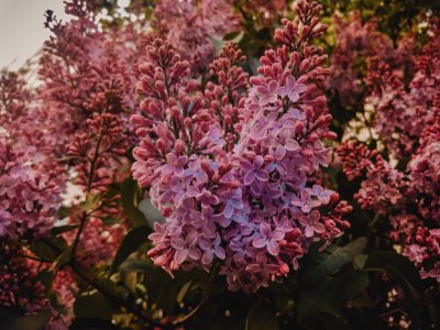 Selective Focus Photography Of Pink Lilac Flowers