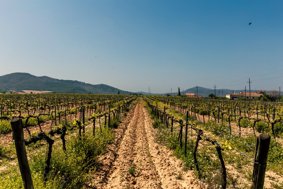 Photo Of Green Leaf Plants With Brown Wooden Fences On Brown Soil photo