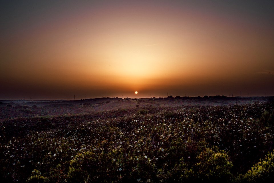 Photo Of White Flowers During Sunset