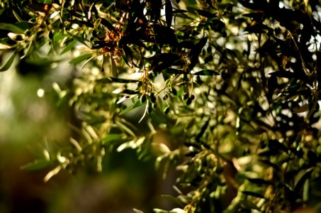 Green Leaf Fruit Tree Selective Focal Photo photo