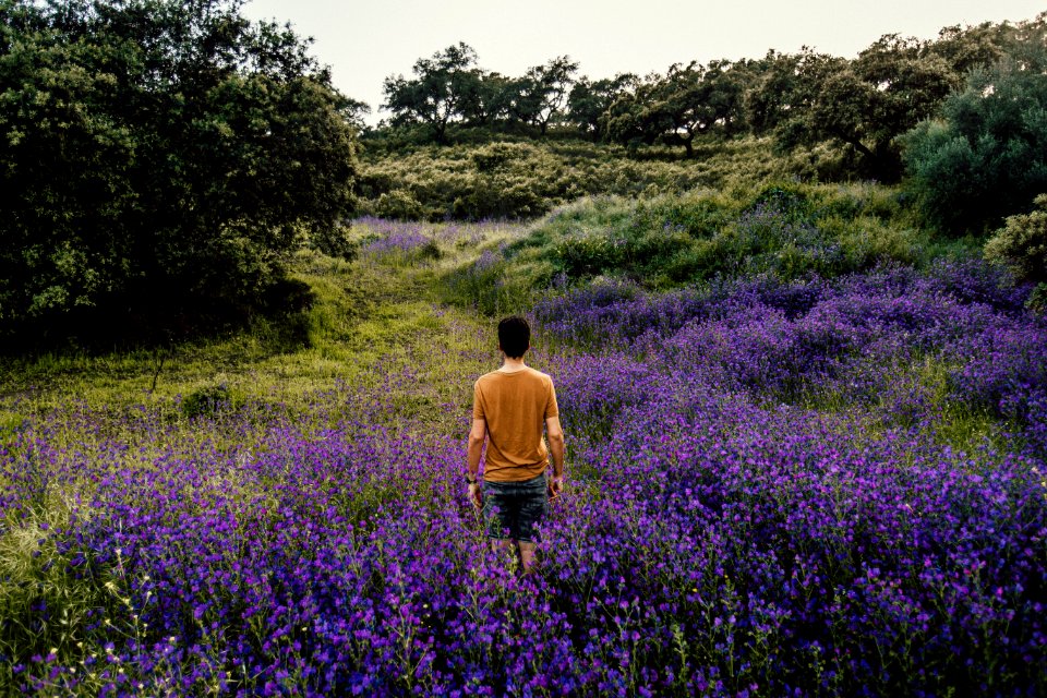 Person Standing On Bed Of Lavender Flowers
