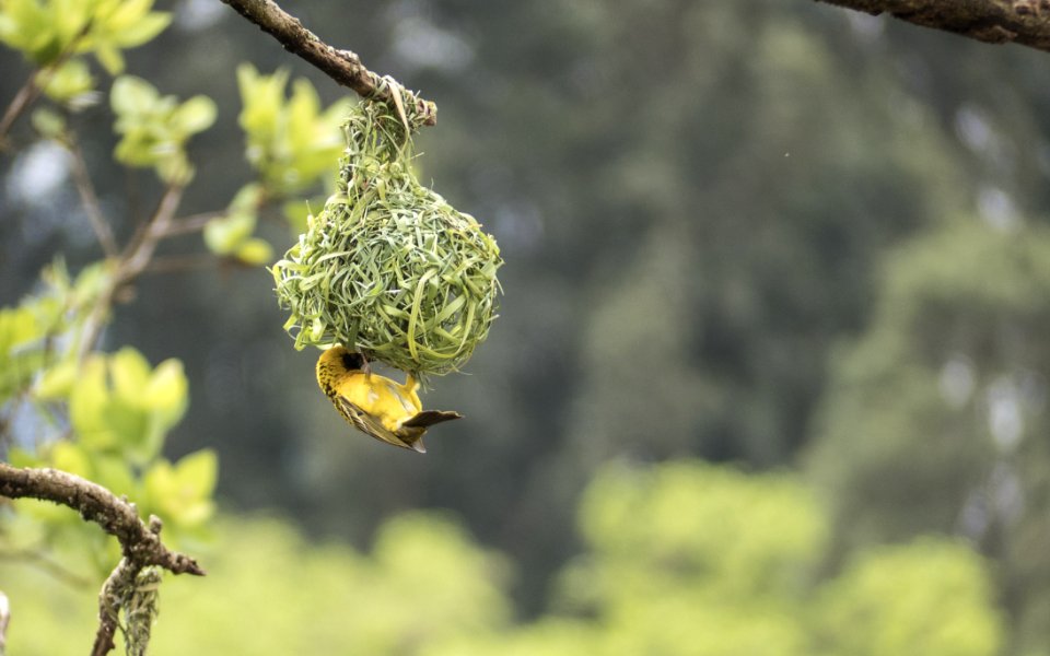 Close-Up Photography Of Bird