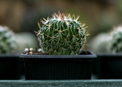 Close-Up Photography Of Cactus