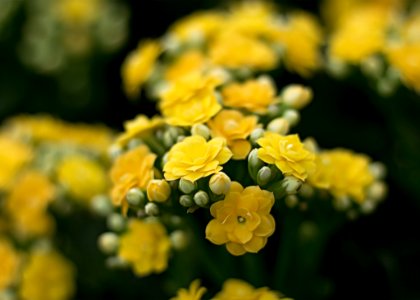 Close-Upp Photography Of Yellow Flowers photo
