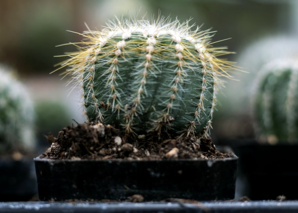 Close-Up Photography Of Cactus