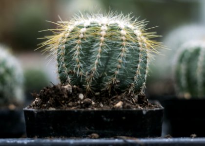 Close-Up Photography Of Cactus