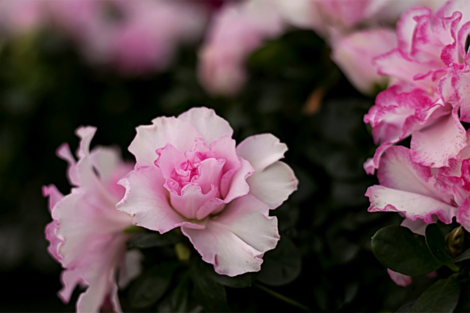 Close-Up Photography Of White And Pink Flower