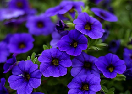 Close-Up Photography Of Purple Petunia Flowers photo