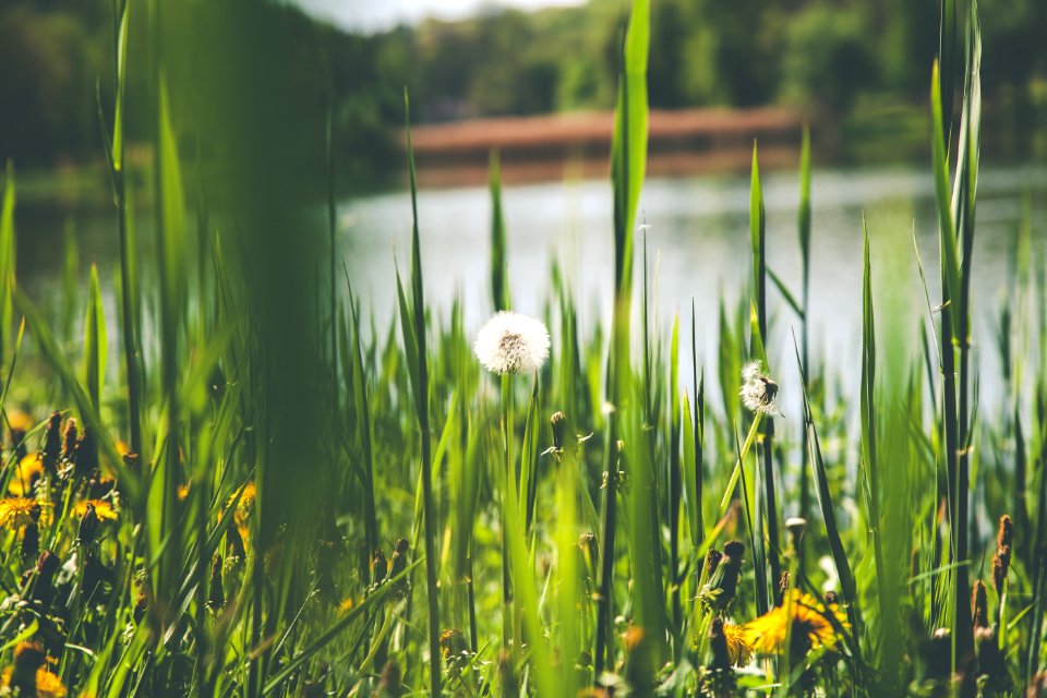Photography Of Dandelion Flower