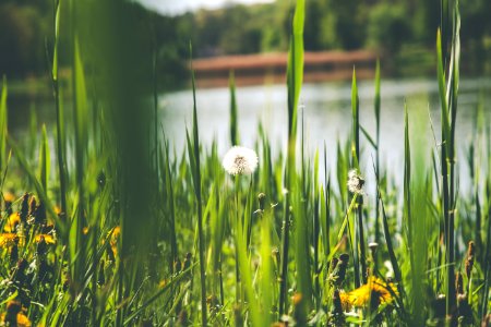 Photography Of Dandelion Flower photo