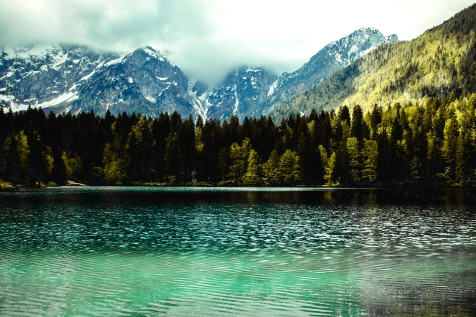 Photography Of Fir Trees Near Lake
