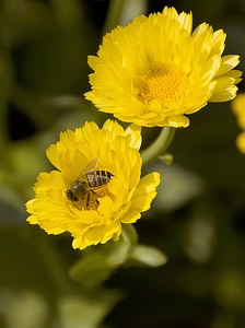 Blossom butterfly insect photo