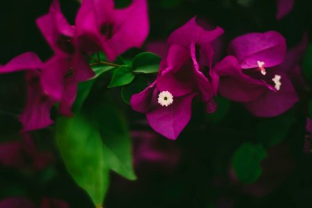 Close-Up Photography Of Pink Bougainvillea