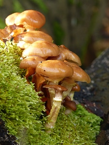 Toxic autumn poison