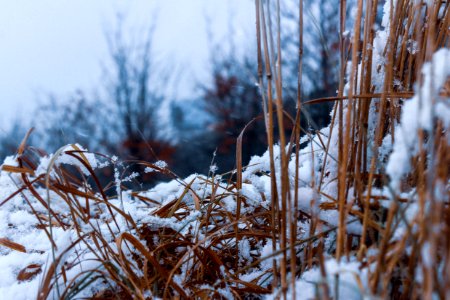 Close-Up Photography Of Dry Grass Covered With Snow photo