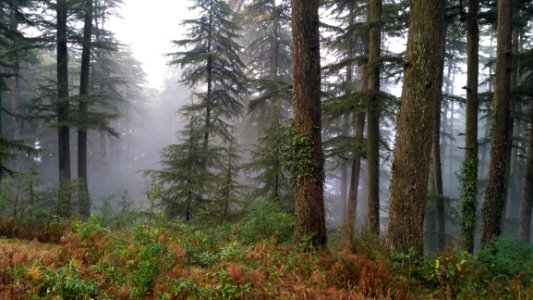 Photography Of Tree Trunks photo