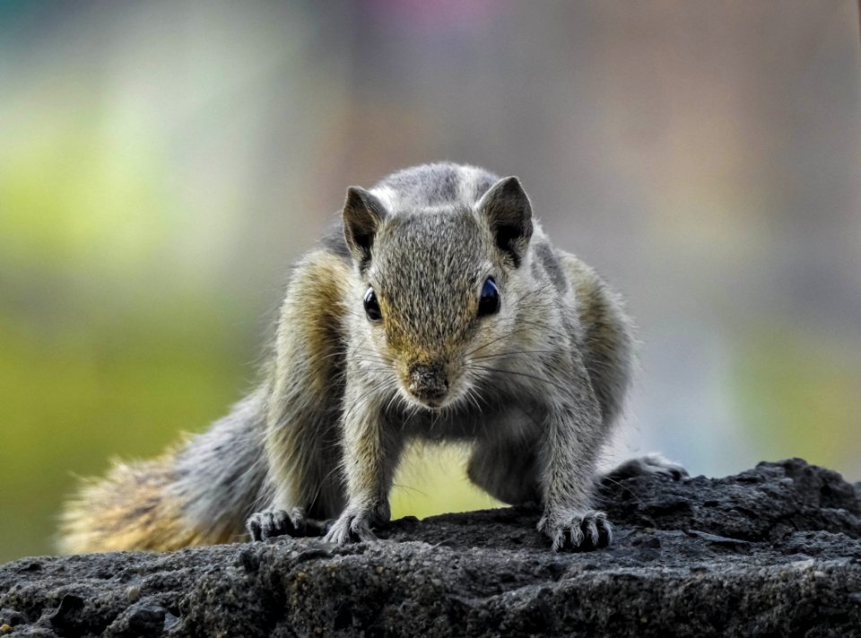 Close-up Photography Of Chipmunk