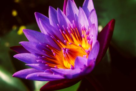 Close-up Photography Of Water Lily photo