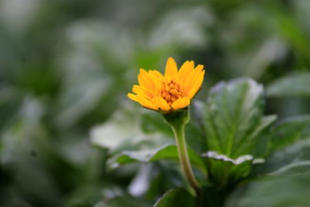 Selective Focus Photography Of Yellow Petaled Flower photo