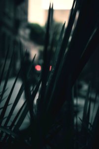 Blur Close-up Dark photo
