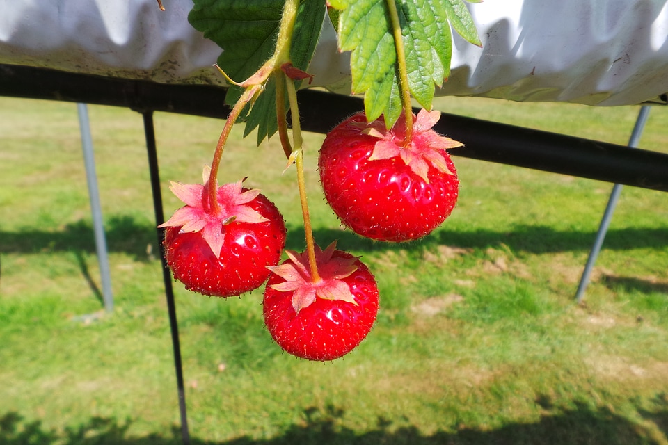 Food ripe healthy