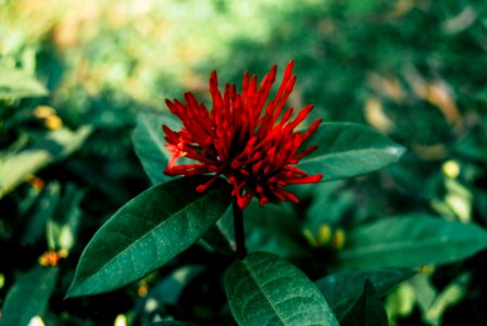 Selective Focus Photography Of Red Ixora Flower Buds photo